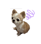 ぽんちゃんの本音（個別スタンプ：14）