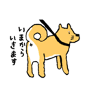 有名じゃない柴犬「まる」のスタンプ（個別スタンプ：13）