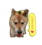 有名じゃない柴犬「まる」のスタンプ（個別スタンプ：24）