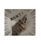 キムハウスのフクロモモンガの日常（個別スタンプ：6）