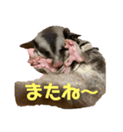 キムハウスのフクロモモンガの日常（個別スタンプ：12）