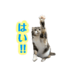 めんみ＆さらみ Ⅲ（個別スタンプ：15）