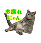 めんみ＆さらみ Ⅲ（個別スタンプ：30）