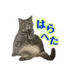めんみ＆さらみ Ⅲ（個別スタンプ：38）