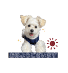 Ciel's stamp★（個別スタンプ：1）