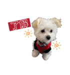 Ciel's stamp★（個別スタンプ：5）