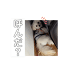 Ciel's stamp★（個別スタンプ：8）