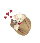 Ciel's stamp★（個別スタンプ：12）