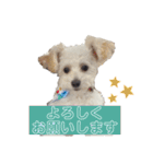 Ciel's stamp★（個別スタンプ：14）