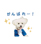 Ciel's stamp★（個別スタンプ：16）