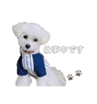 Ciel's stamp★（個別スタンプ：21）