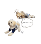 Ciel's stamp★（個別スタンプ：23）