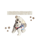 Ciel's stamp★（個別スタンプ：24）