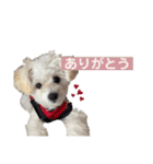 Ciel's stamp★（個別スタンプ：26）