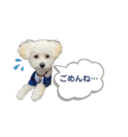 Ciel's stamp★（個別スタンプ：27）