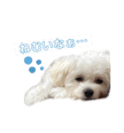 Ciel's stamp★（個別スタンプ：28）