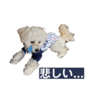 Ciel's stamp★（個別スタンプ：29）