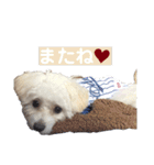 Ciel's stamp★（個別スタンプ：32）
