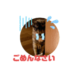 ふくとはなのスタンプ（個別スタンプ：5）