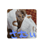 がんばるちむちむ（個別スタンプ：2）
