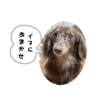 がんばるちむちむ（個別スタンプ：3）