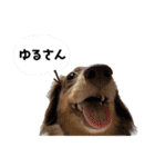 がんばるちむちむ（個別スタンプ：13）