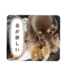 がんばるちむちむ（個別スタンプ：14）