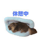 がんばるちむちむ（個別スタンプ：34）