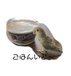 ピノちんスタンプ（個別スタンプ：2）
