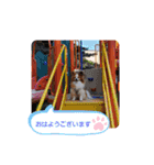 ぱぴぱぴパピヨン37（個別スタンプ：2）