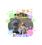 ぱぴぱぴパピヨン37（個別スタンプ：5）