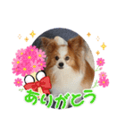 ぱぴぱぴパピヨン37（個別スタンプ：6）