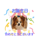 ぱぴぱぴパピヨン37（個別スタンプ：11）