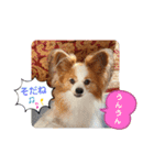 ぱぴぱぴパピヨン37（個別スタンプ：15）