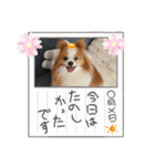 ぱぴぱぴパピヨン37（個別スタンプ：17）