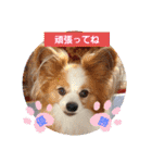 ぱぴぱぴパピヨン37（個別スタンプ：18）