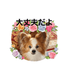 ぱぴぱぴパピヨン37（個別スタンプ：19）