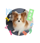 ぱぴぱぴパピヨン37（個別スタンプ：21）