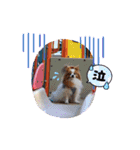 ぱぴぱぴパピヨン37（個別スタンプ：23）