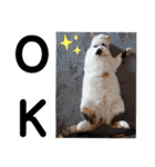 横山家のお猫様4デカめバージョン（個別スタンプ：1）