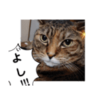横山家のお猫様4デカめバージョン（個別スタンプ：3）