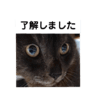 横山家のお猫様4デカめバージョン（個別スタンプ：4）