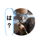 横山家のお猫様4デカめバージョン（個別スタンプ：5）