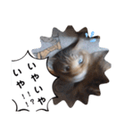 横山家のお猫様4デカめバージョン（個別スタンプ：6）