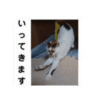 横山家のお猫様4デカめバージョン（個別スタンプ：7）