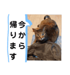 横山家のお猫様4デカめバージョン（個別スタンプ：8）