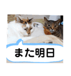 横山家のお猫様4デカめバージョン（個別スタンプ：9）