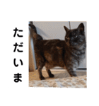 横山家のお猫様4デカめバージョン（個別スタンプ：10）