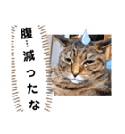 横山家のお猫様4デカめバージョン（個別スタンプ：11）