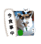 横山家のお猫様4デカめバージョン（個別スタンプ：12）